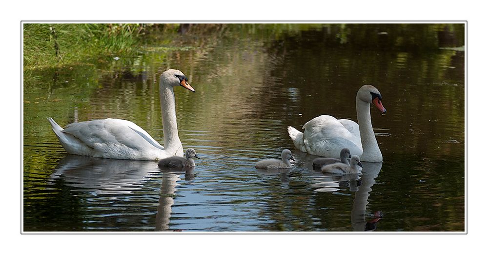 Zwanenfamilie