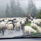 Zwangspause- Auf dem Prislop- Pass in der Maramuresch