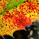 Zwar eine Pilzinfektion an der Mahonia (Mahonie)  - aber schöne Farben