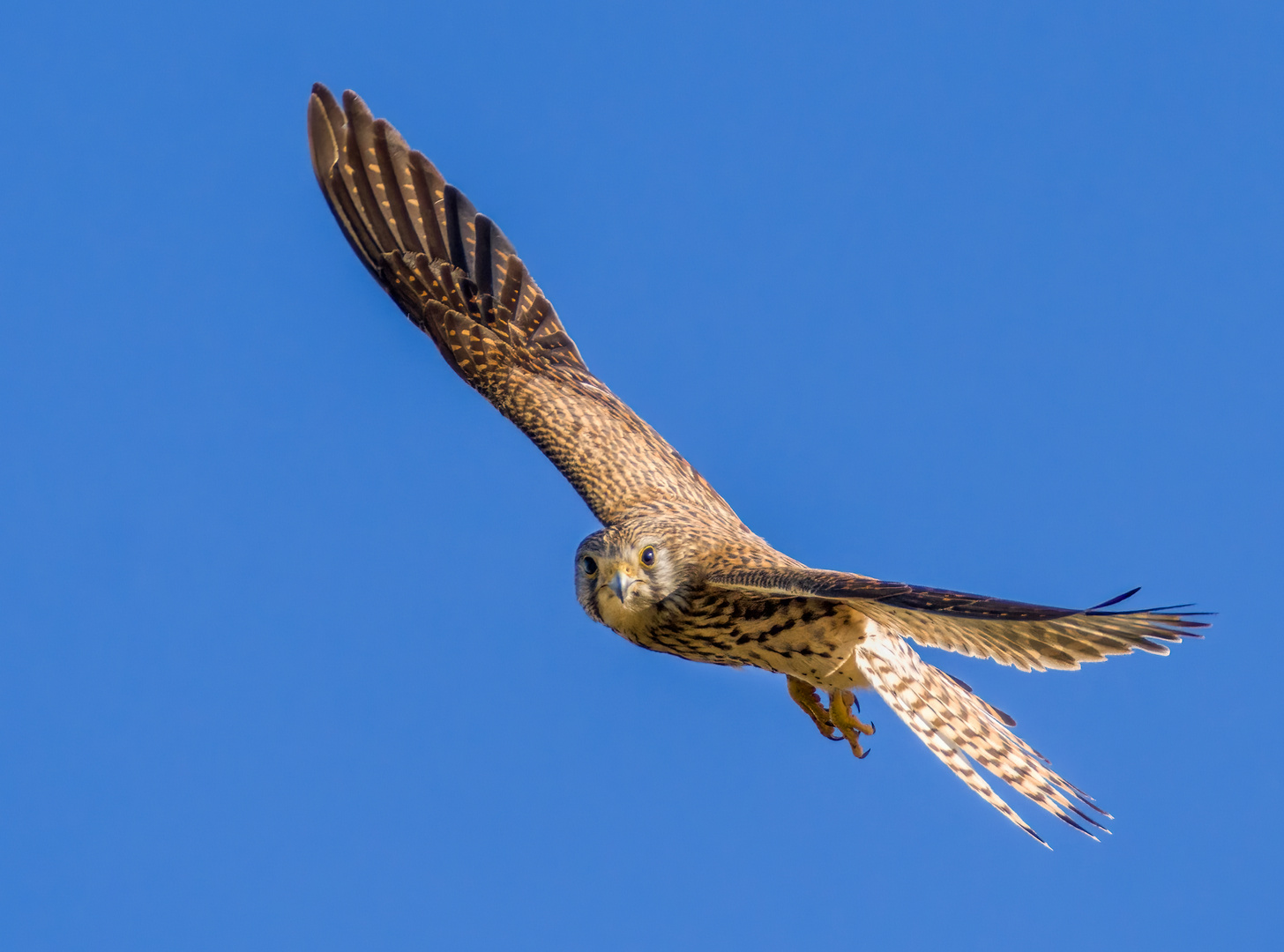 "Zwar kein besonderer Greifvogel - für mich dennoch immer klasse"