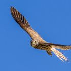 "Zwar kein besonderer Greifvogel - für mich dennoch immer klasse"