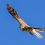 "Zwar kein besonderer Greifvogel - für mich dennoch immer klasse"
