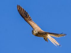 "Zwar kein besonderer Greifvogel - für mich dennoch immer klasse"