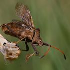 Zwar kein Vogel, aber wenigstens ein Tierchen mit Flügeln.