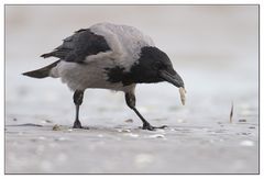 Zwar kein Watvogel aber doch am Strand...