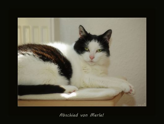 Zwar kleine Pfoten, aber ein großer Verlust! ...