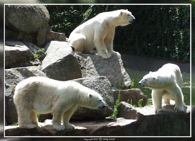 Zwar nicht Knut , dafür aber drei auf einen Fleck !