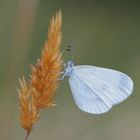 Zwar nicht so bunt, aber trotzdem reizvoll - ein Senfweißling