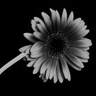 zwart wit bloem