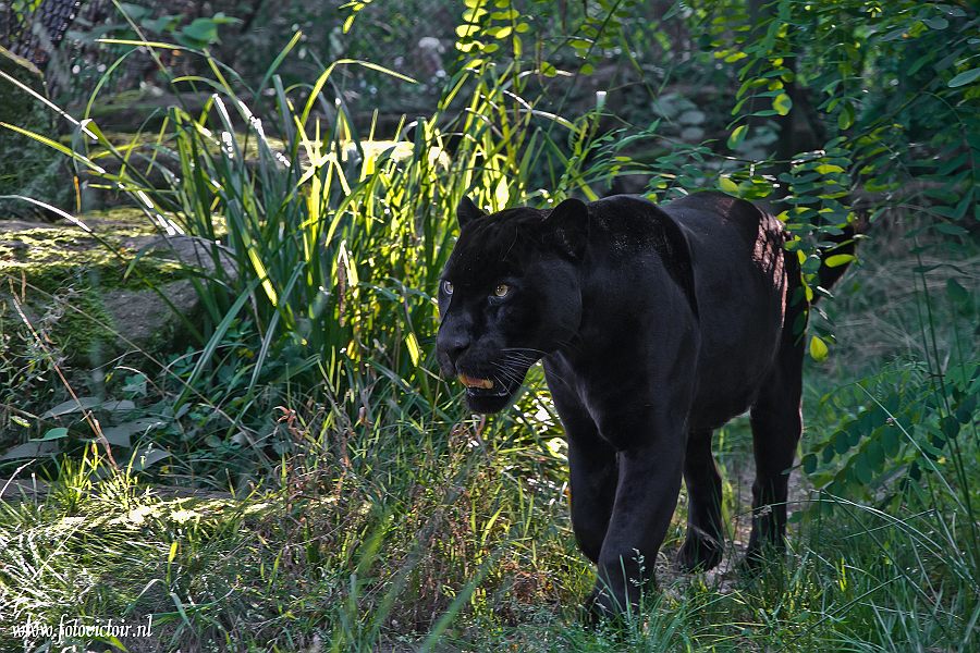 Zwarte Jaguar