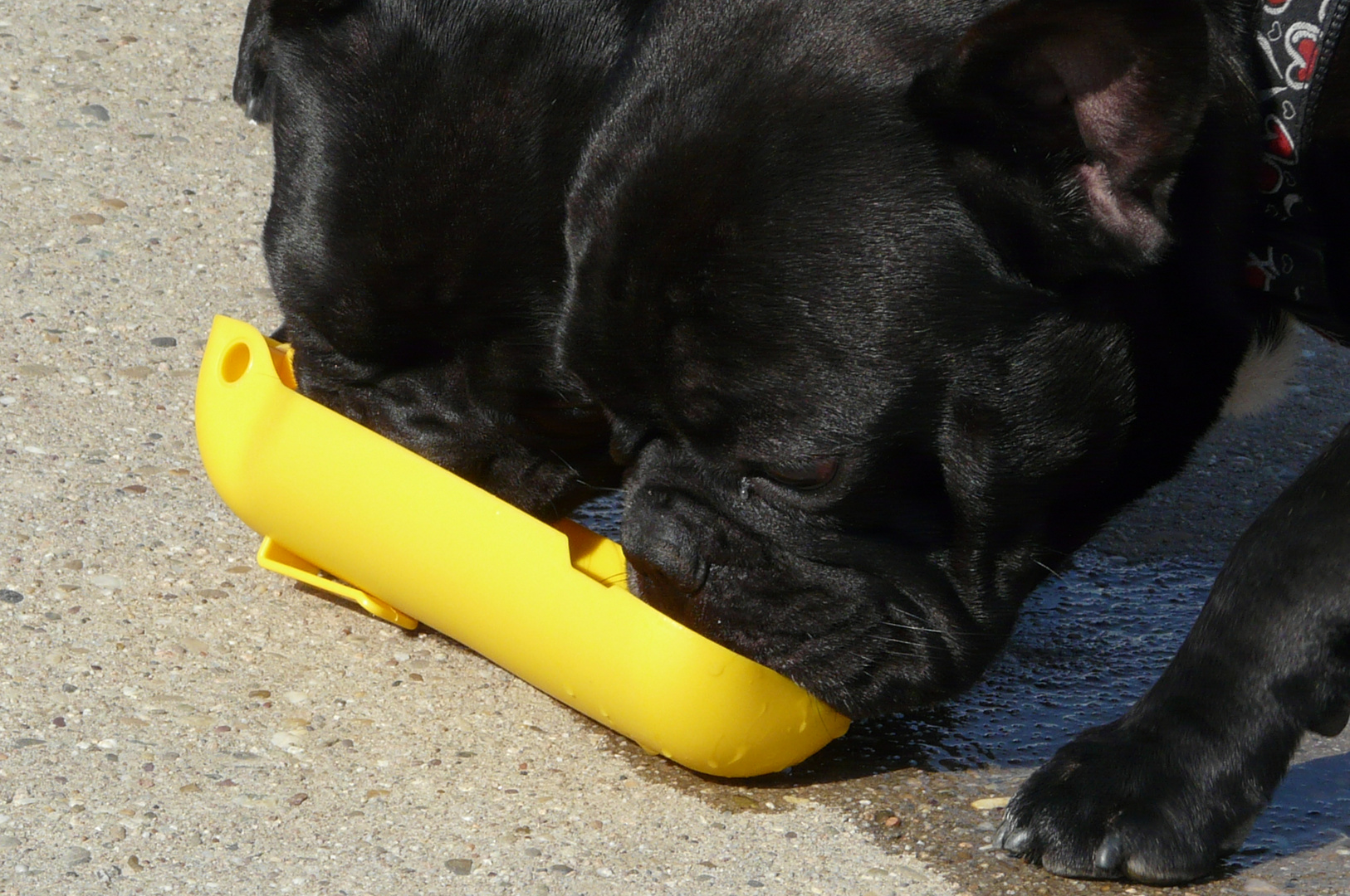 Zwe Franz. Bulldogge Freunde haben Durst