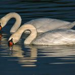 "Zwei Abend - Schwäne" am Nürnberger Wördersee