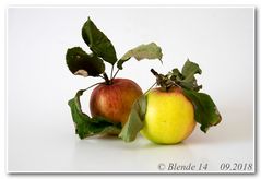 Zwei Äpfel aus Schwagers Garten