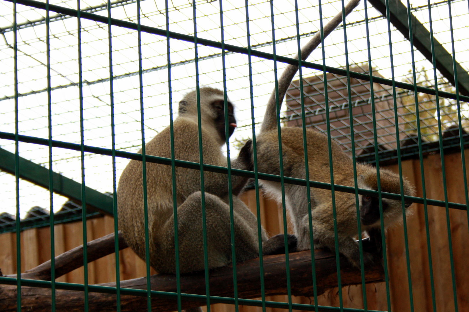Zwei Affen die sich Lieben!