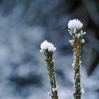 Zwei allein im Wald