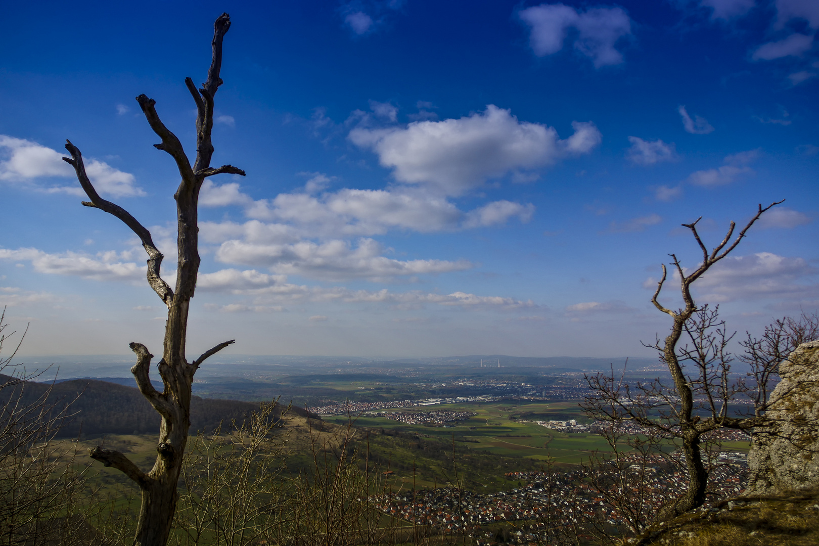 Zwei alte Bäume