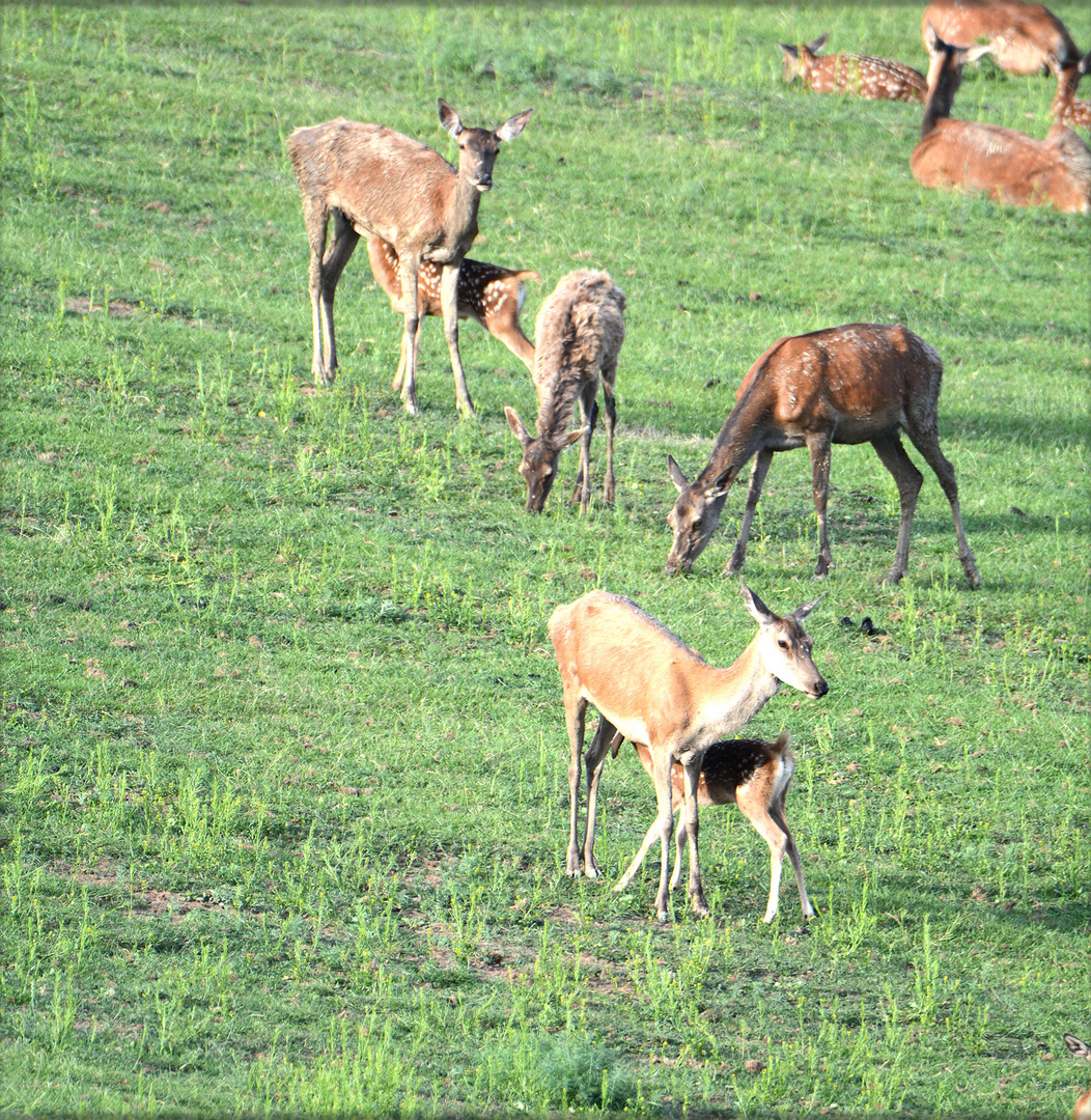 Zwei Alttiere säugen ihre Kälber