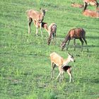 Zwei Alttiere säugen ihre Kälber