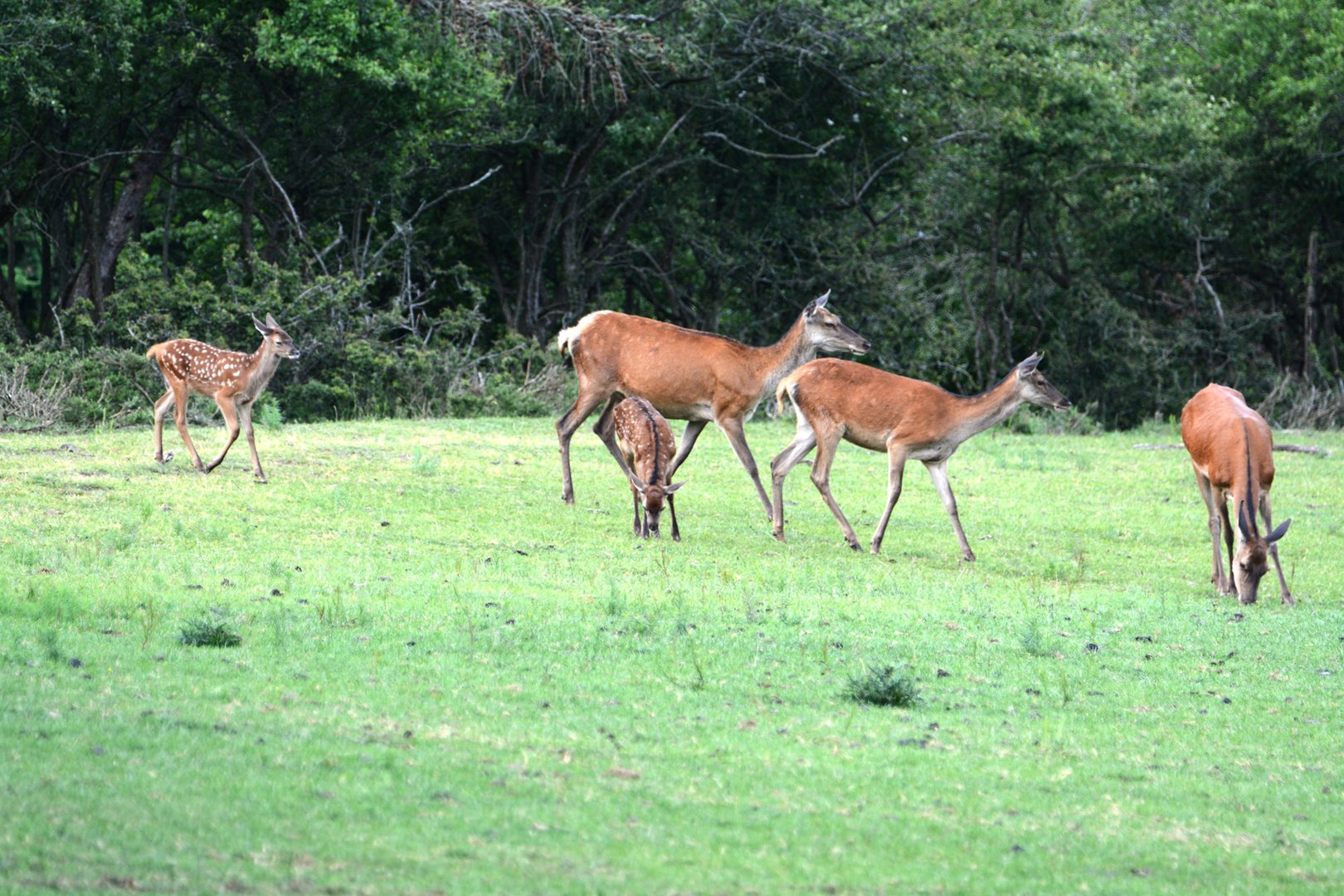 Zwei Alttiere treten mit ihren Kälbern aus dem Wald