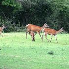 Zwei Alttiere treten mit ihren Kälbern aus dem Wald