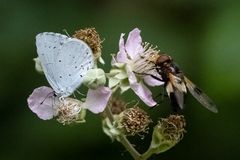 Zwei am Büfett 23.07. 2023 II