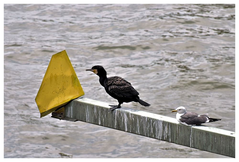 Zwei am Rhein