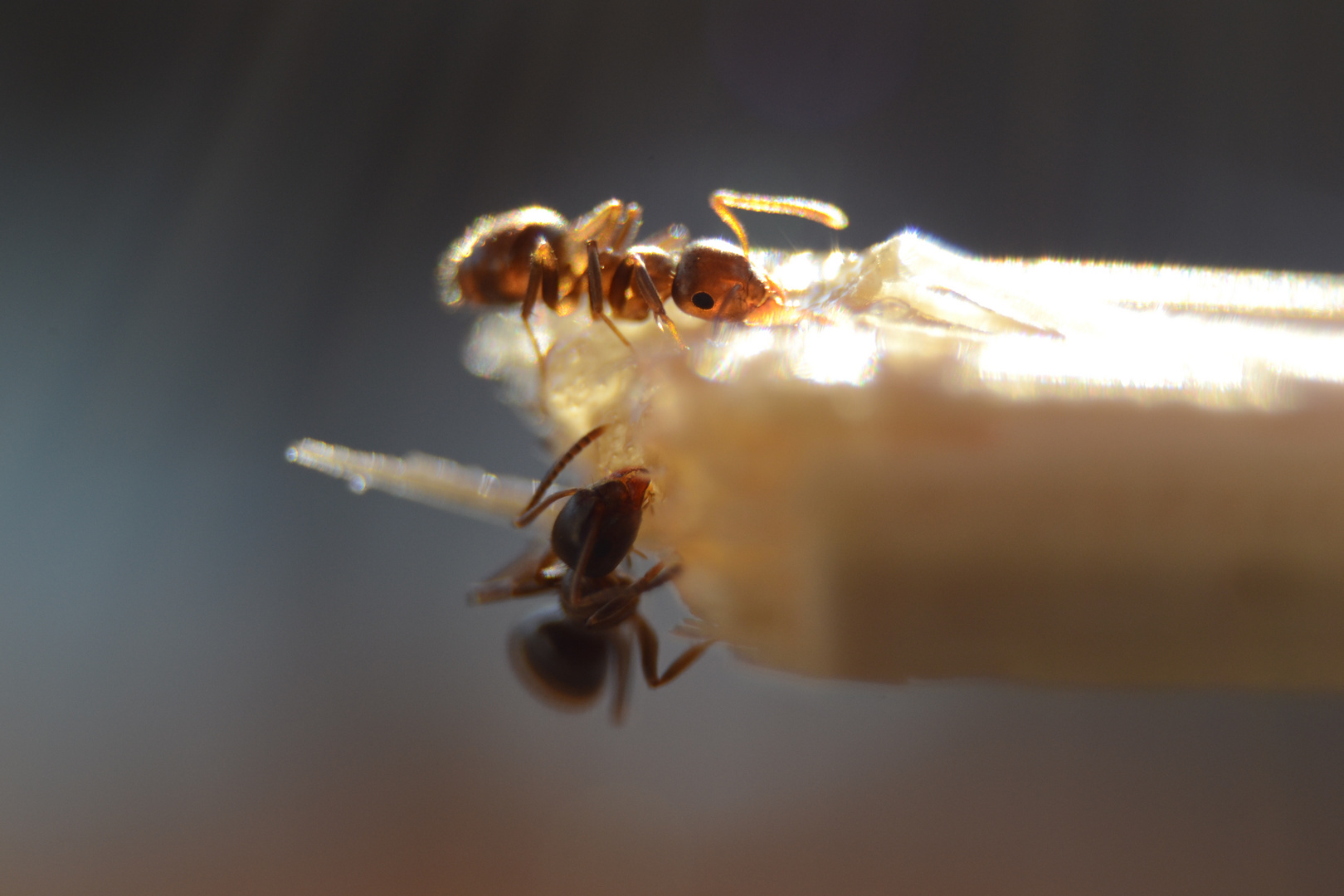 Zwei Ameisen auf einem Holzspan
