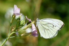 Zwei an einer Blüte