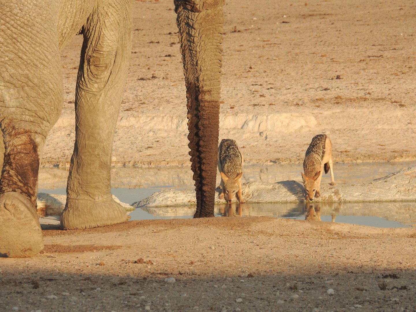 Zwei andere Trinktechniken: Elefant und Schakal