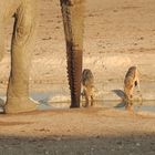 Zwei andere Trinktechniken: Elefant und Schakal