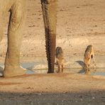 Zwei andere Trinktechniken: Elefant und Schakal