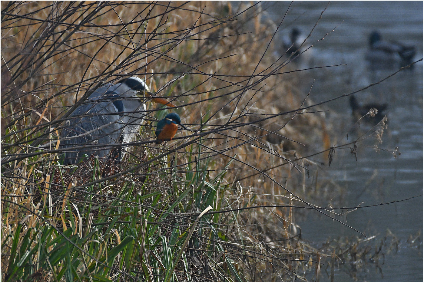 Zwei "Angler" treffen sich   . . .