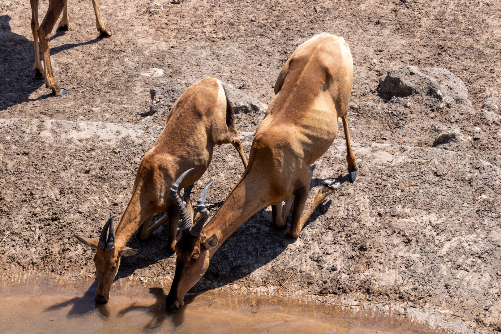 Zwei Antilopen am Wasserloch