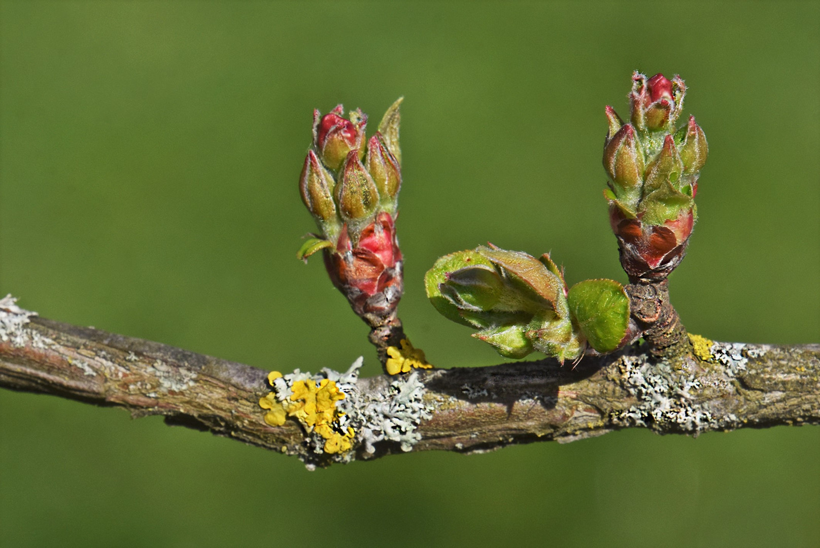 Zwei Apfelblüten....