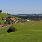 Zwei Arbeitstiere im idyllischen Allgäu