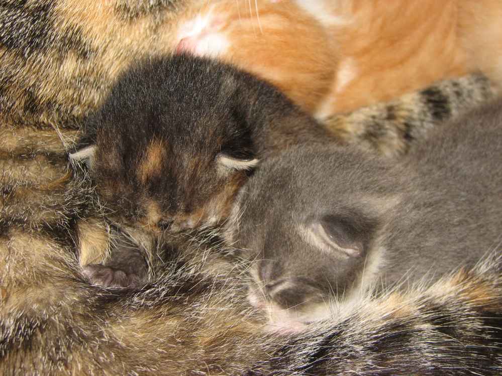 Suche Nach Katzen Suche Nach Katzen