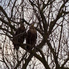 Zwei auf einem Baum ...