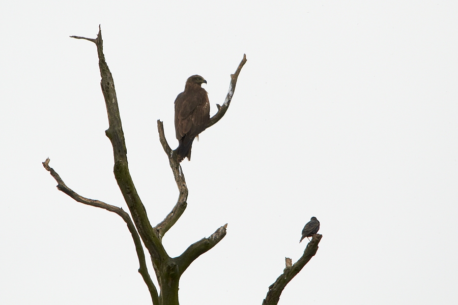 Zwei auf einem Baum