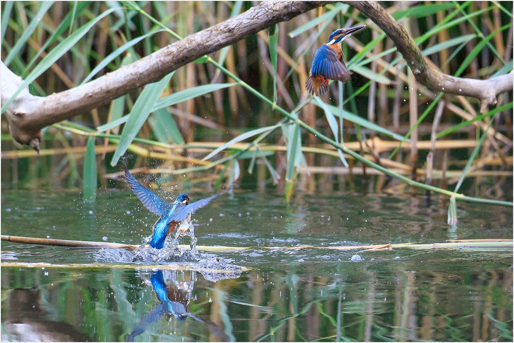 Zwei auf einen streich. Foto &amp; Bild | natur, vögel, wildlife Bilder auf ...