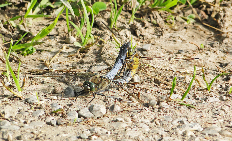 zwei auf einen Streich