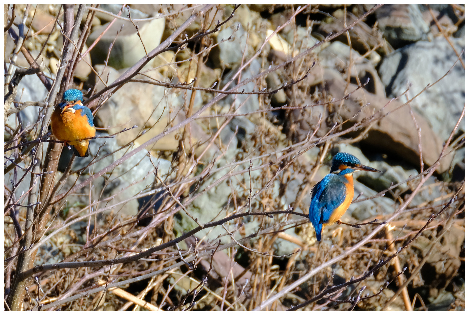 zwei auf einen Streich..... Foto &amp; Bild | vögel, wildlife Bilder auf ...