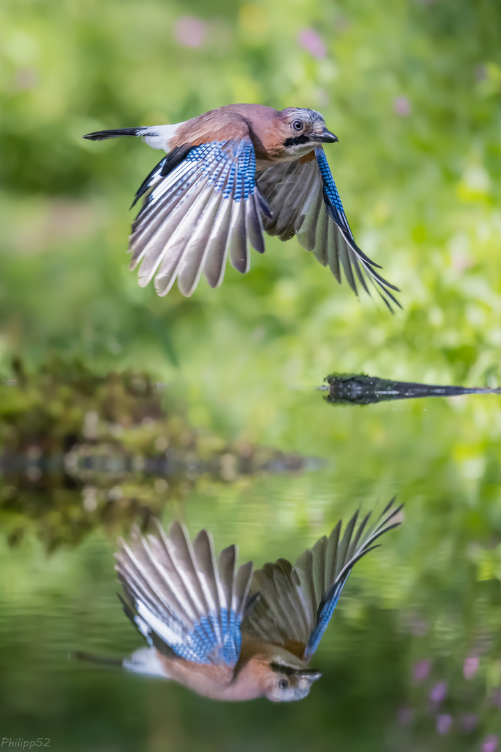Zwei auf einen Streich…? Foto &amp; Bild | spezial, natur, tiere Bilder auf ...