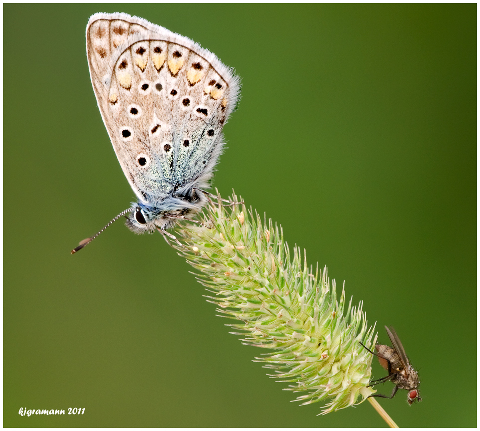 zwei auf einen streich...... Foto &amp; Bild | natur-makros, natur-kreativ ...