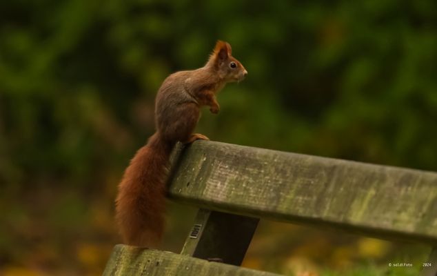 ...ZWEI AUF EINER BANK...