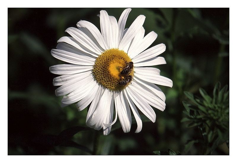 Zwei auf einer Blüte