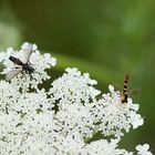 zwei auf einer Blüte