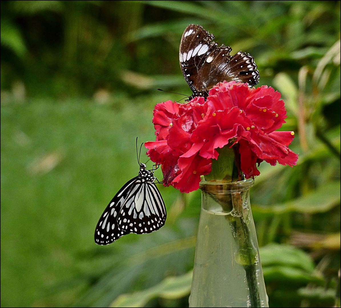 Zwei auf einer Blüte