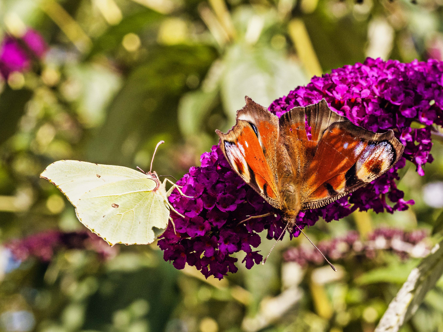 Zwei auf einer Blüte