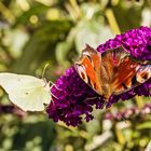 Zwei auf einer Blüte