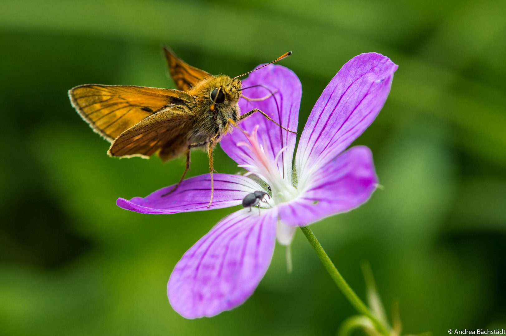 zwei auf einer Blüte